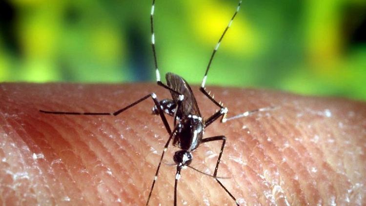 Laut WHO starben im Jahr 2010 insgesamt 655.000 Menschen an Malaria, fünf Prozent weniger als im Jahr zuvor.