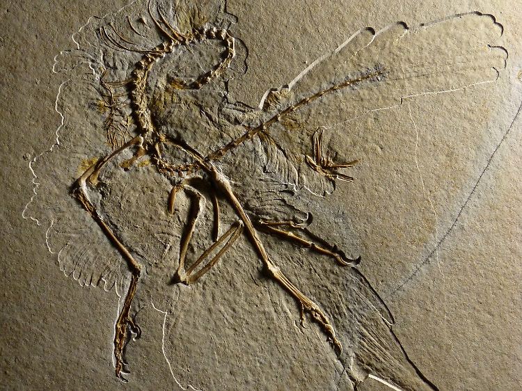 Dieser versteinerte Urvogel Archaeopteryx wurde im bayerischen Altmühltal als elftes Exemplar in Deutschland gefunden.