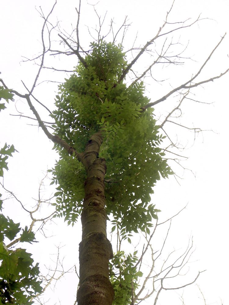 Zunehmend kahle Äste zeigen Eschen, die von dem Pilz befallen sind.
