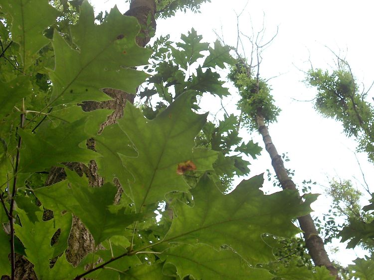 Unklar ist, inwieweit der Pilz von den sich ändernden Bedingungen profitiert, die der Klimawandel mit sich bringt.