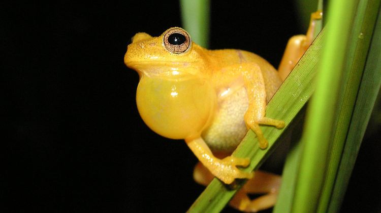 Ein Frosch aus der Familie der Laubfrösche im bolivianischen Tiefland.