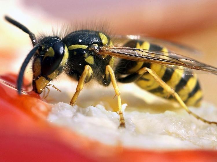 Viele Menschen reagieren allergisch auf Insektenstiche.