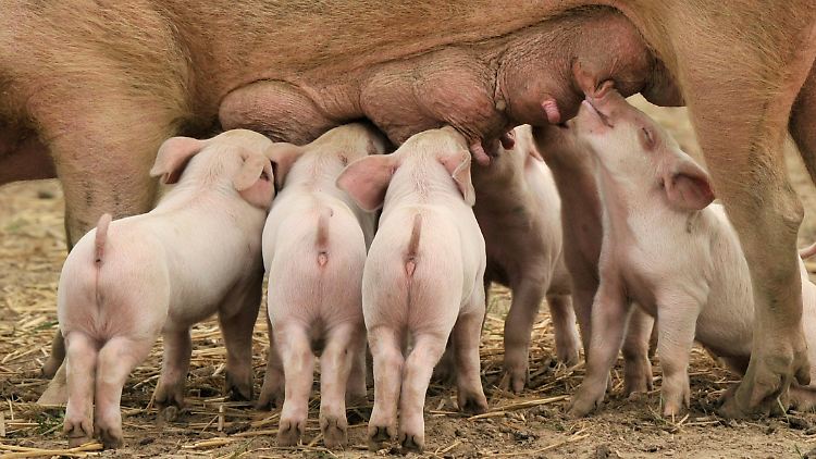 Ferkel können den Geruch des Futters ihrer Mutter wiedererkennen.