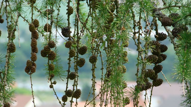 Die Zapfen einer Lärche.
