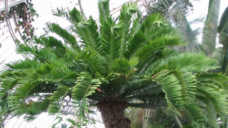 Oberirdischer Stamm des Palmfarns Encephalartos altensteinii.