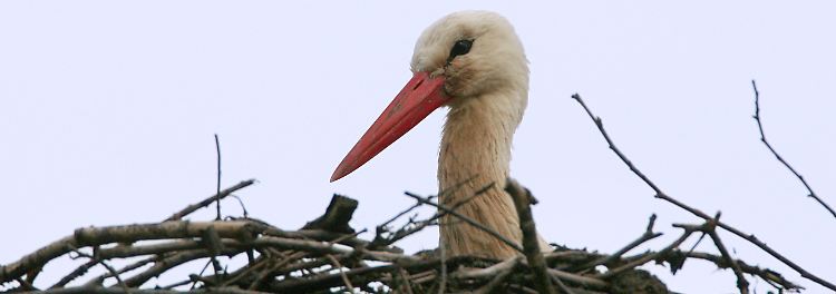 Er bleibt auch bei schlechtem Wetter auf dem Nest sitzen: der Storch.