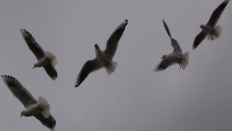 Nimmt der Sturm zu, rücken die Möwen dicht zusammen. Andere Vögel reagieren anders.