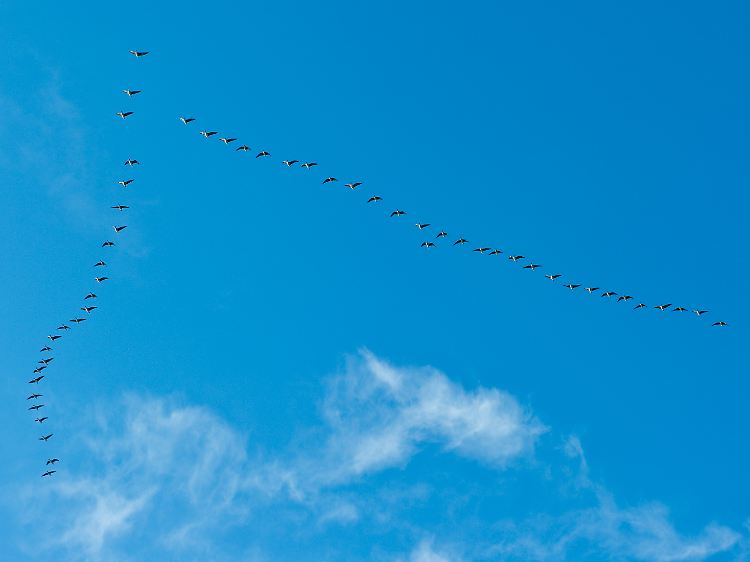 Gänse fliegen in kräftesparender Keilform. Die Elterntiere ziehen zusammen mit ihren Jungen.