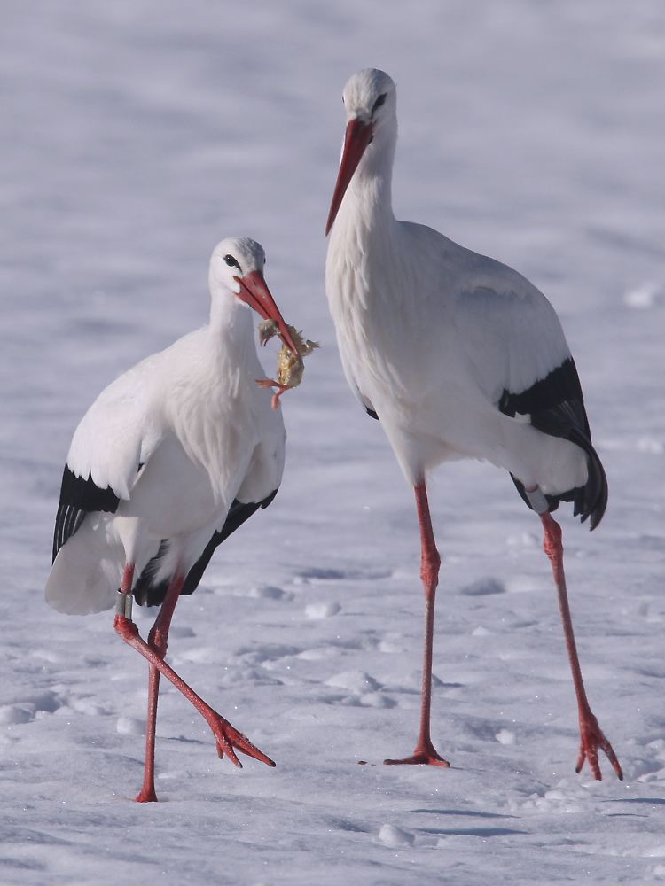 Störchin Julia stapft mit einem Futter-Küken im Schnabel gemeinsam mit ihrem Partner Romeo über eine schneebedeckten Wiese am Stadtrand von Isny. Bei geschlossener Schneedecke wird dem Storchenpaar, welches im Allgäu überwintert, zugefüttert.