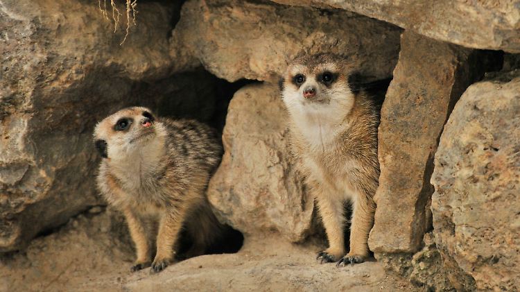Erdmännchen im Opelzoo bei Kronberg (Taunus).