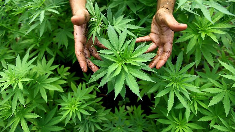 Aus Hanfpflanzen kann Marihuana gewonnen werden.