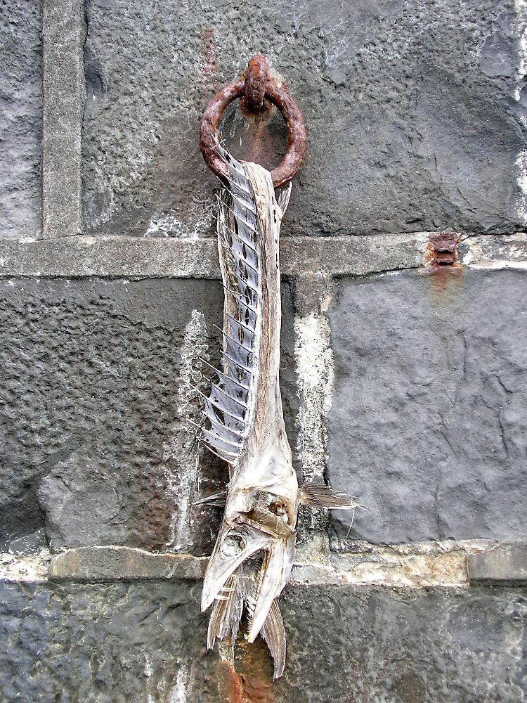 fisch.jpg