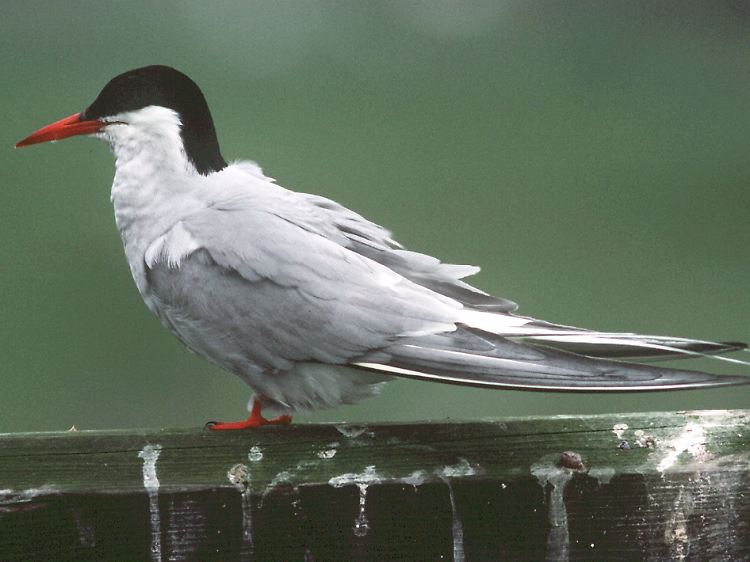 Eine Flußseeschwalbe hat mit 26.000 Kilometern einen Weltrekord im Vogelzug aufgestellt. Das Tier war als Küken in Finnland beringt worden und von australischen Ornithologen östlich von Melbourne eingefangen worden.