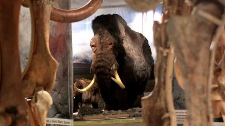 Ein Mammut (in Originalgröße) mit seinem Jungen in der nachgebauten Steppenlandschaft im Neanderthal Museum in Mettmann.