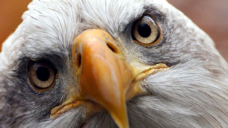 Scharfer Schnabel: Der Weißkopfseeadler ist das Wappentier der USA.