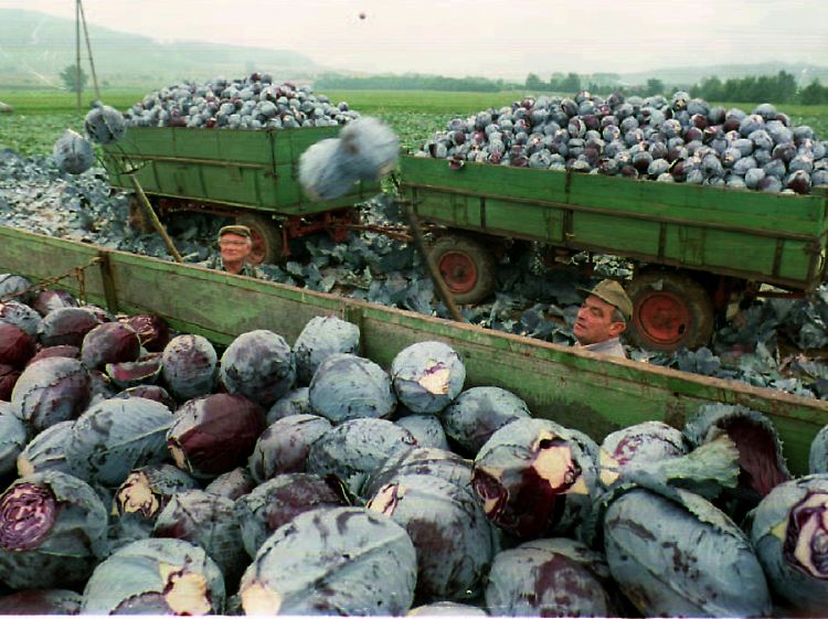 Rotkohl-Ernte bei Fritzlar im Schwalm-Eder-Kreis. Es ist das größte zusammenhängende Anbaugebiet in Deutschland.