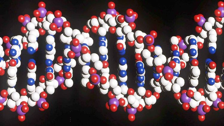 Das Modell eines menschlichen DNA-Stranges mit der doppelten Helix-Struktur.