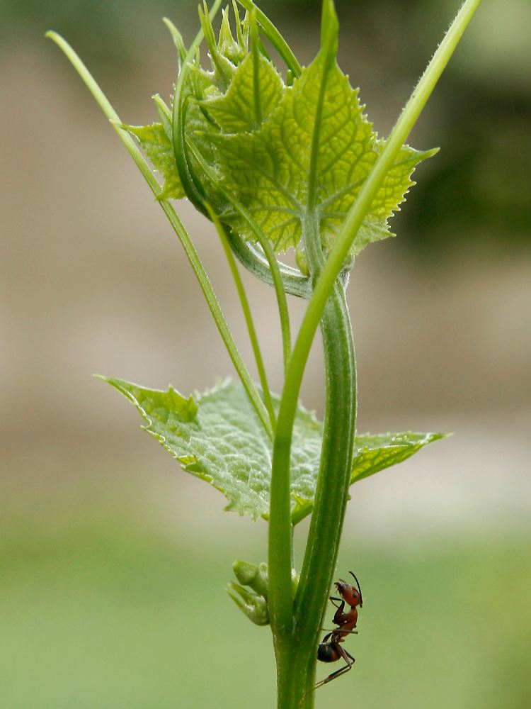 Die befallenen Ameisen krabbeln auf kleine Pflanzen und Gräser und sterben in fast genau 25 Zentimetern Höhe.