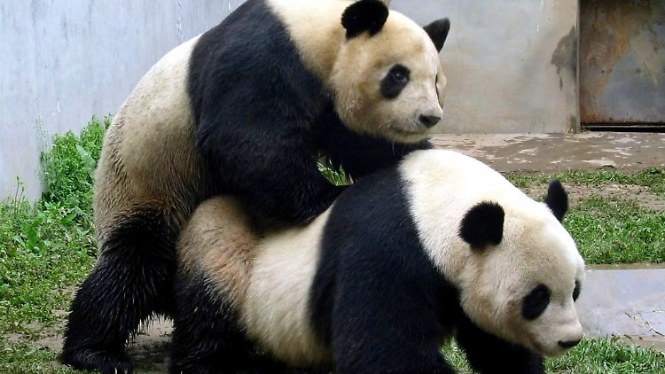Die neuen Erkenntnisse sollen bei der Vermehrung der Pandas in Gefangenschaft helfen.