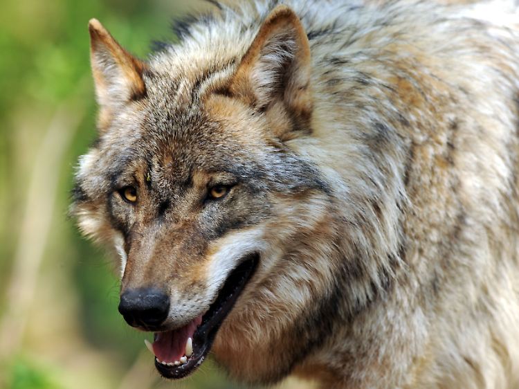Der BUND will Wanderrouten der Tiere schützen.