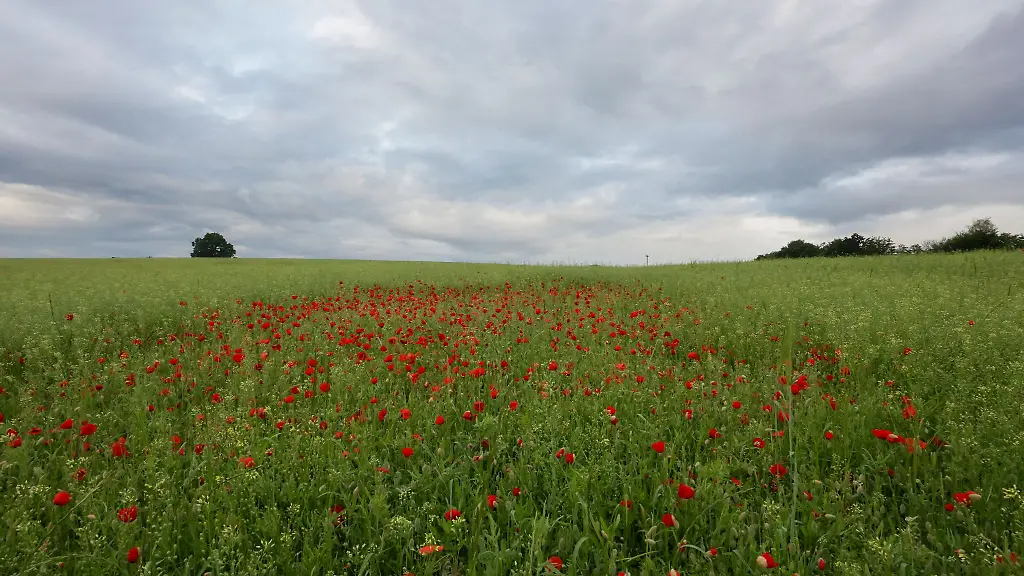 Die-befuerchtete-weitere-Hitzewelle-ist-nach-Ansicht-von-Meteorologen-wieder-in-die-Ferne-gerueckt