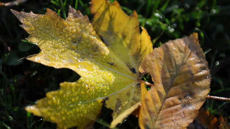 Die Anordnung der Atome im Blatt bestimmt dessen Färbung.