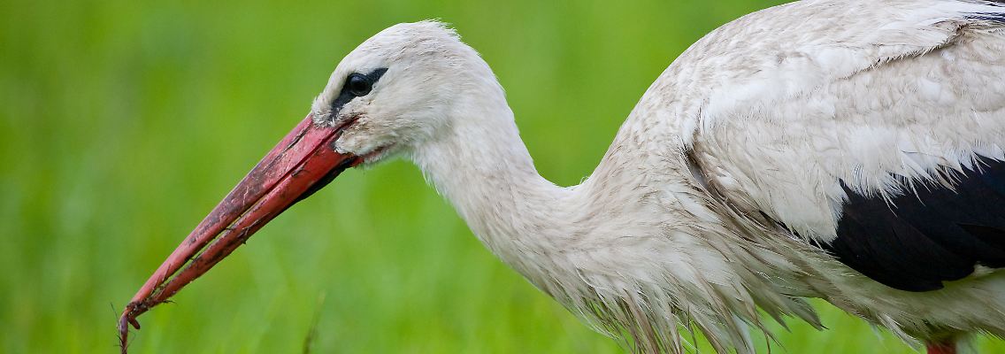Storch auf Nahrungssuche.