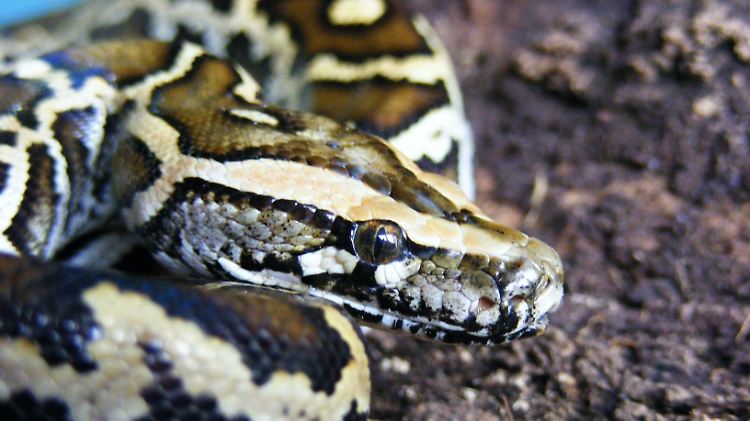 Acht Meter lang und hungrig: die Tigerpython.