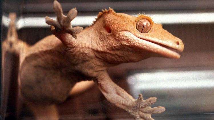 Wie sich Geckos an glatten Oberflächen festhalten, wird schon lange von Forschern untersucht.