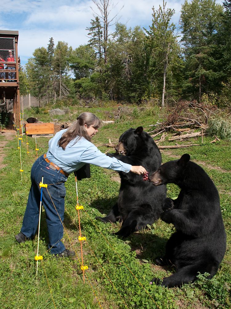 Fütterung der Schwarzbären: Donna Andrews lässt ihre Lieblinge in Ely gerne Weintrauben naschen - die Besucher des Bärenzentrums schauen aus sicherer Entfernung zu.