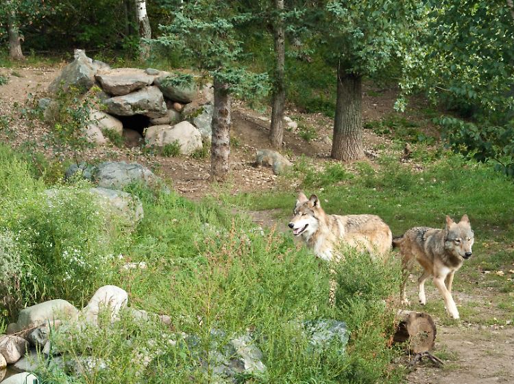 Zwei der etwa 3000 Wölfe in Minnesota: So leicht wie die Tiere im International Wolf Center in Ely lassen sich die Rudel in der freien Wildbahn nicht beobachten.