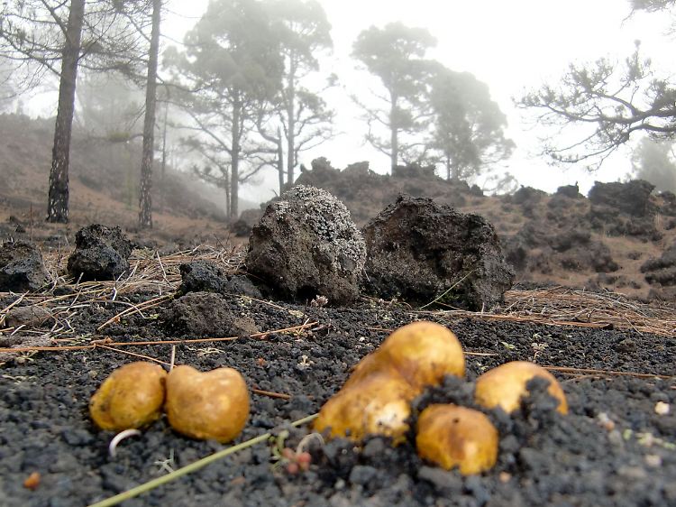 Der Pilz der Palmeros: Der gelbliche Wurzeltrüffel wächst massenhaft auf der Kanareninsel La Palma.