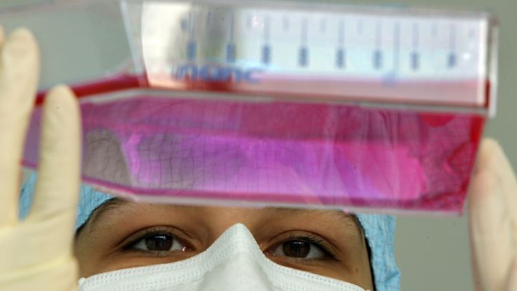 Die Stammzellenforschung bringt die Wissenschaftswelt immer wieder in Aufruhr.