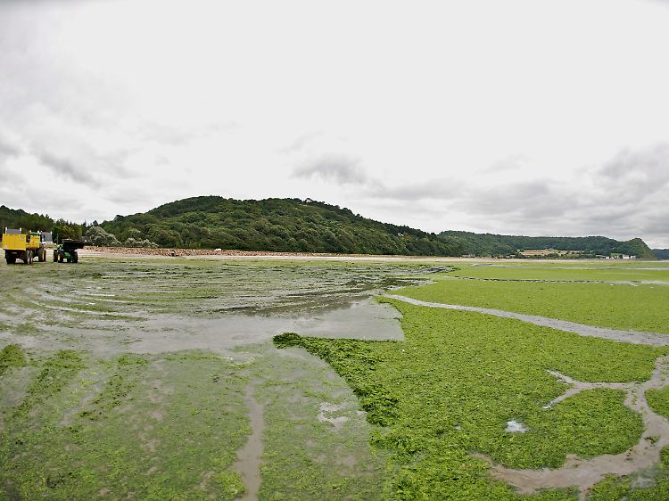 Saint-Michel-en-Grève: Die grüne Algenmasse ...