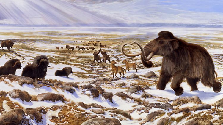 Die Illustration von George Teichmann zeigt Mammuts, Yukon-Pferde und Steppenbisons in einer Winterszene in Beringia, einer durchgängigen Landbrücke zwischen Nordamerika und Asien.
