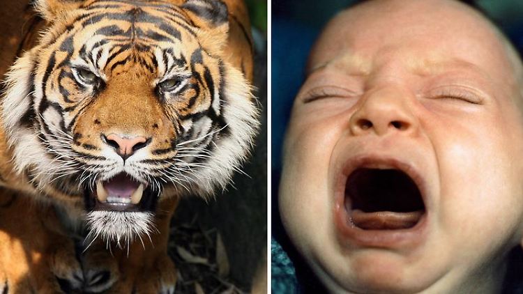 Ein brüllender Sumatra-Tiger und ein schreiendes Baby haben mehr gemeinsam, als man denkt.