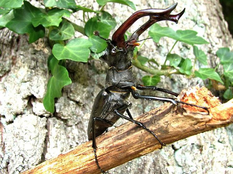 Hirschkäfermännchen mit beeindruckendem "Geweih".