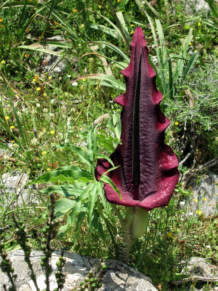 In der Schlucht von Samaria gedeihen viele Blumen und Kräuter. Nicht zu übersehen: die weinrote Dracunculus.