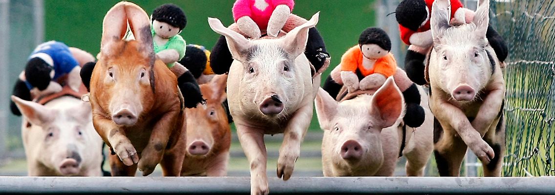 Dax im Schweinsgalopp