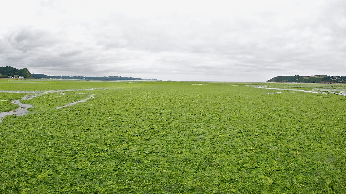 Algen, so weit das Auge reicht, am Strand von St. Michel-en-Greve in der Nord-Bretagne.