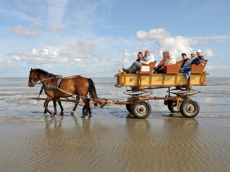 Mit der Pferdekutsche lassen sich Touristen durch das Watt bei Cuxhaven-Duhnen fahren.