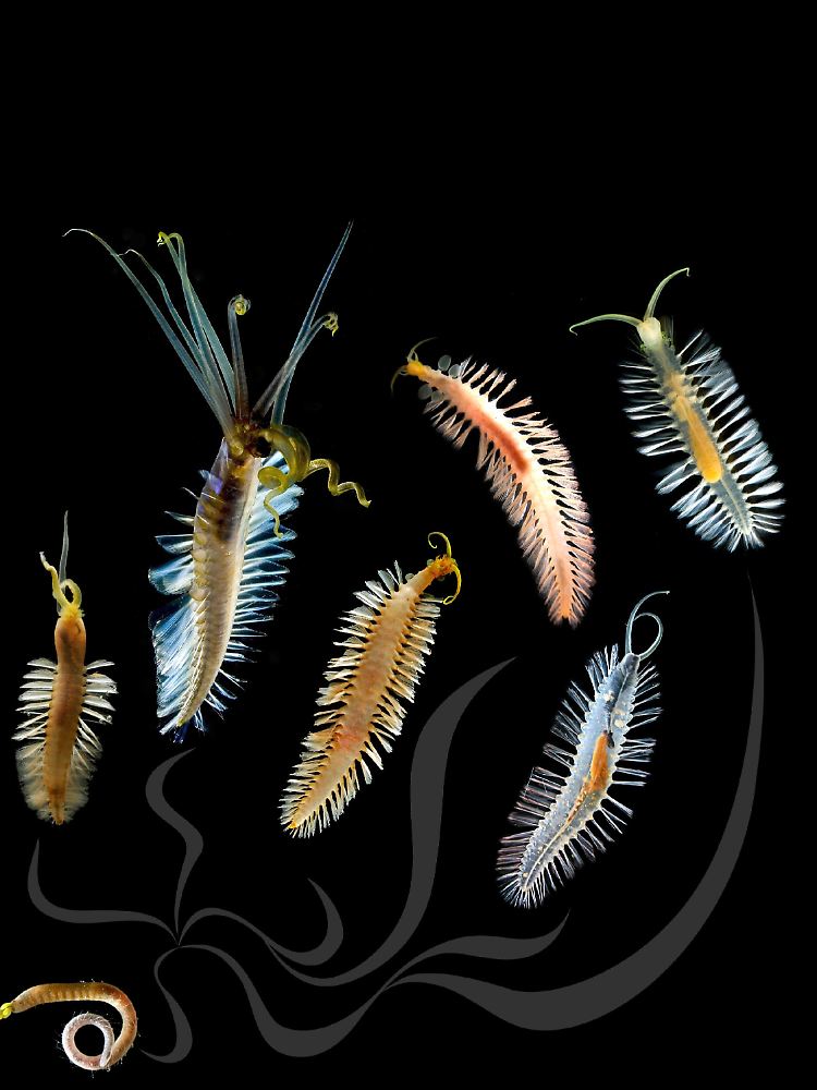 Die geschwungenen Linien in der Illustration zeigen mögliche Verwandtschaftsbeziehungen der neu entdeckten schwimmenden Würmern untereinander und zu einem typischen Vertreter der am Meeresboden lebenden Würmer (Acrocirriden, unten links - undatiertes Handout).