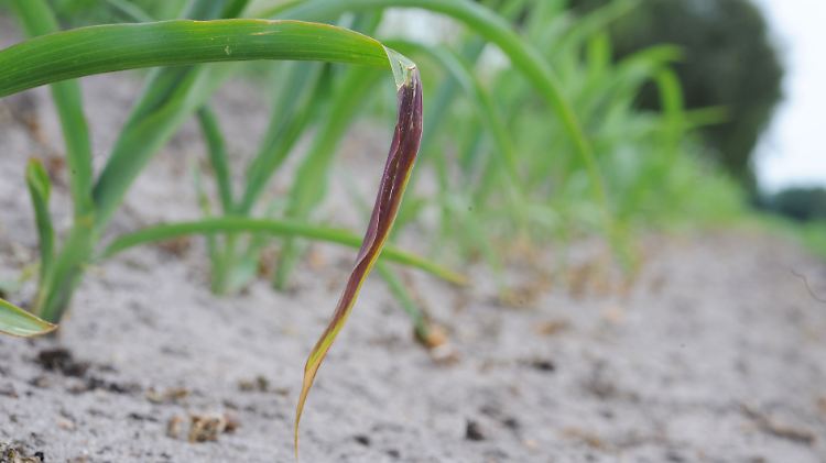 Die Trockenheit im Frühjahr 2011 hinterließ auch Schäden in der Landwirtschaft.