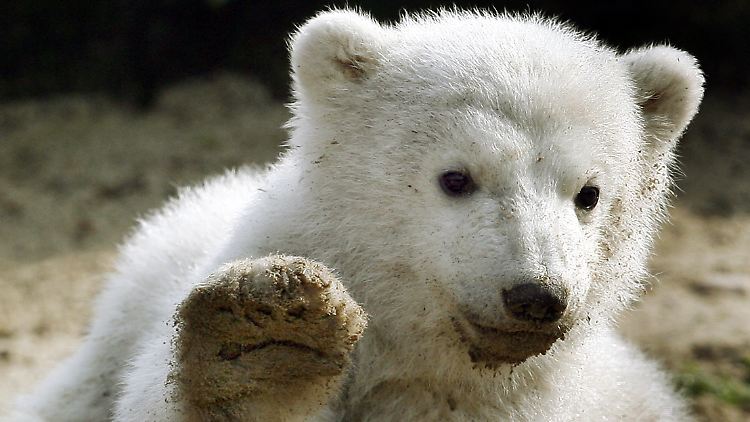 Knut hatte das Berliner Publikum verzaubert.