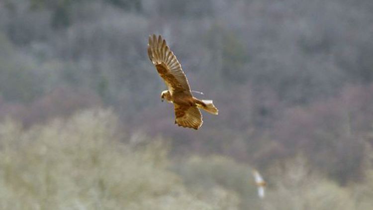 Ein Rohrweihe-Weibchen. Oder ist es doch ein Mann?
