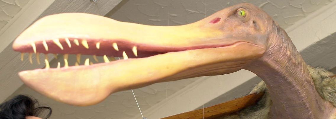 Ein Modell des "Anhanguera Blittersdorffi" im Urwelt-Museum Bayreuth.