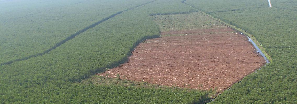 Riesige braune Ödflächen, wo einst üppiger Tropenwald wuchs, sind rund um Pekanbaru auf der indonesischen Insel Sumatra zu sehen.