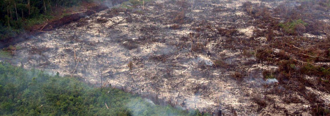 Illgale Brandrodung auf Sumatra.