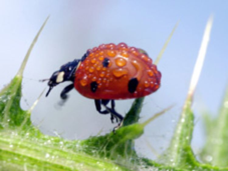 Marienkäfer verkriechen sich und fallen in einer Art Winterstarre.