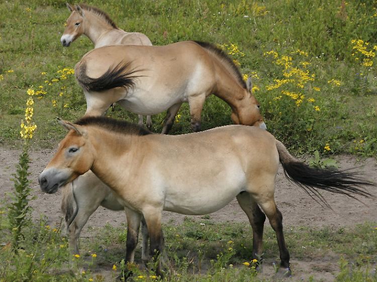 Teil einer kleinen Erfolgsgeschichte: In freier Wildbahn leben wieder mehr als 300 Przewalski-Pferde.